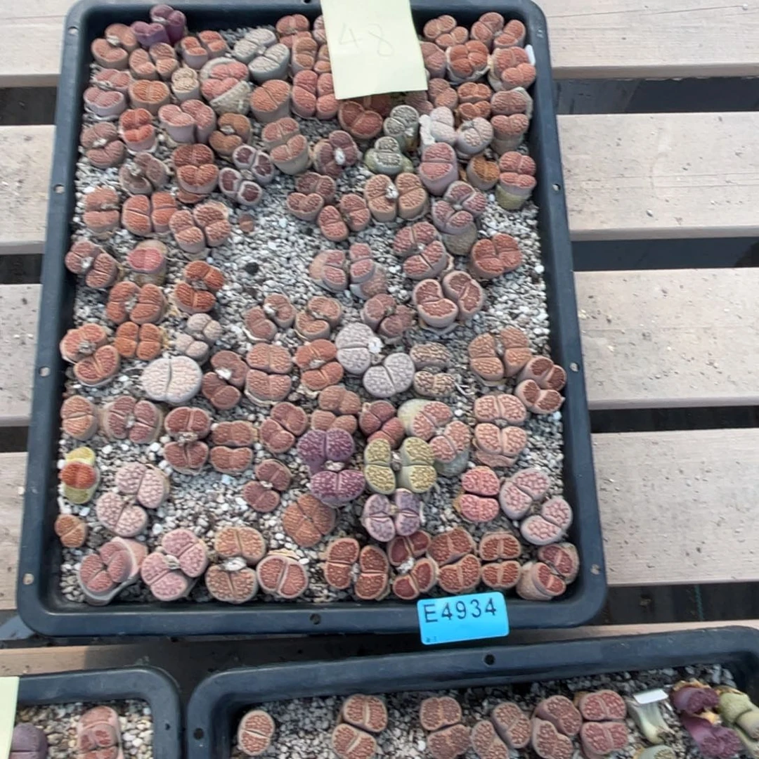 上***园4934筐福利不售后