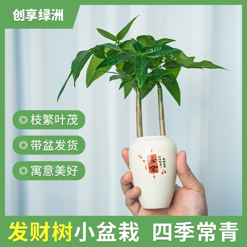 发财树绿植盆栽双杆造型带盆发货室内桌面常青常绿花卉盆景摆件