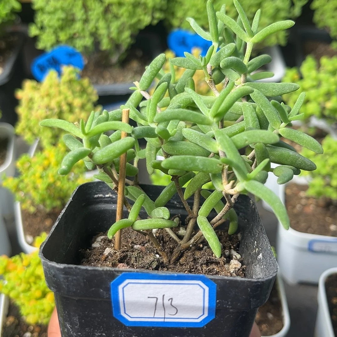 713香蕉。
