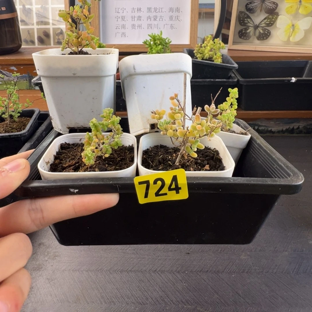 有***作带盆包邮偏远加运费724