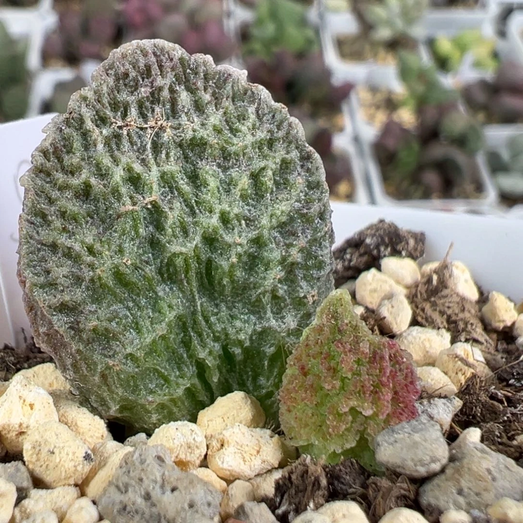 w绿色系纹路款实生