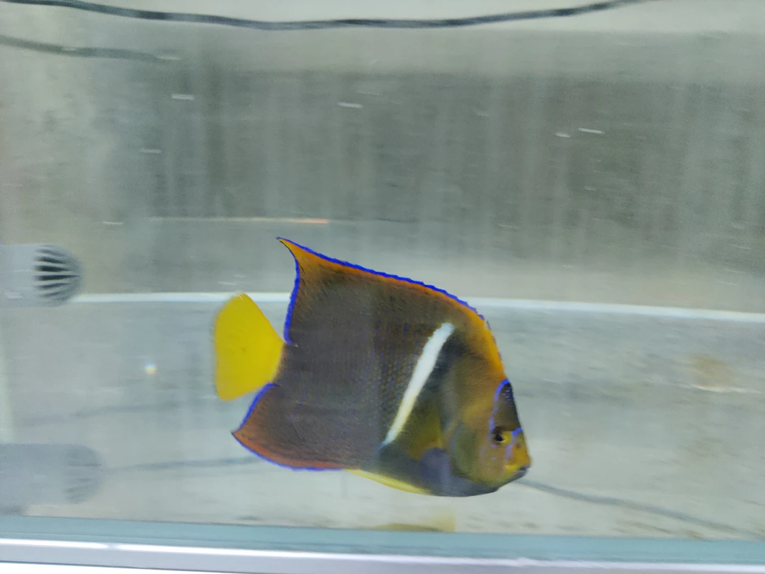 15左右国王海水鱼