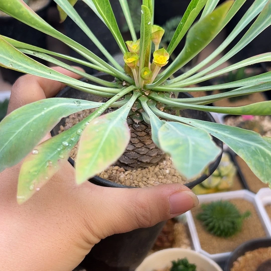铁甲丸实生球一颗一颗