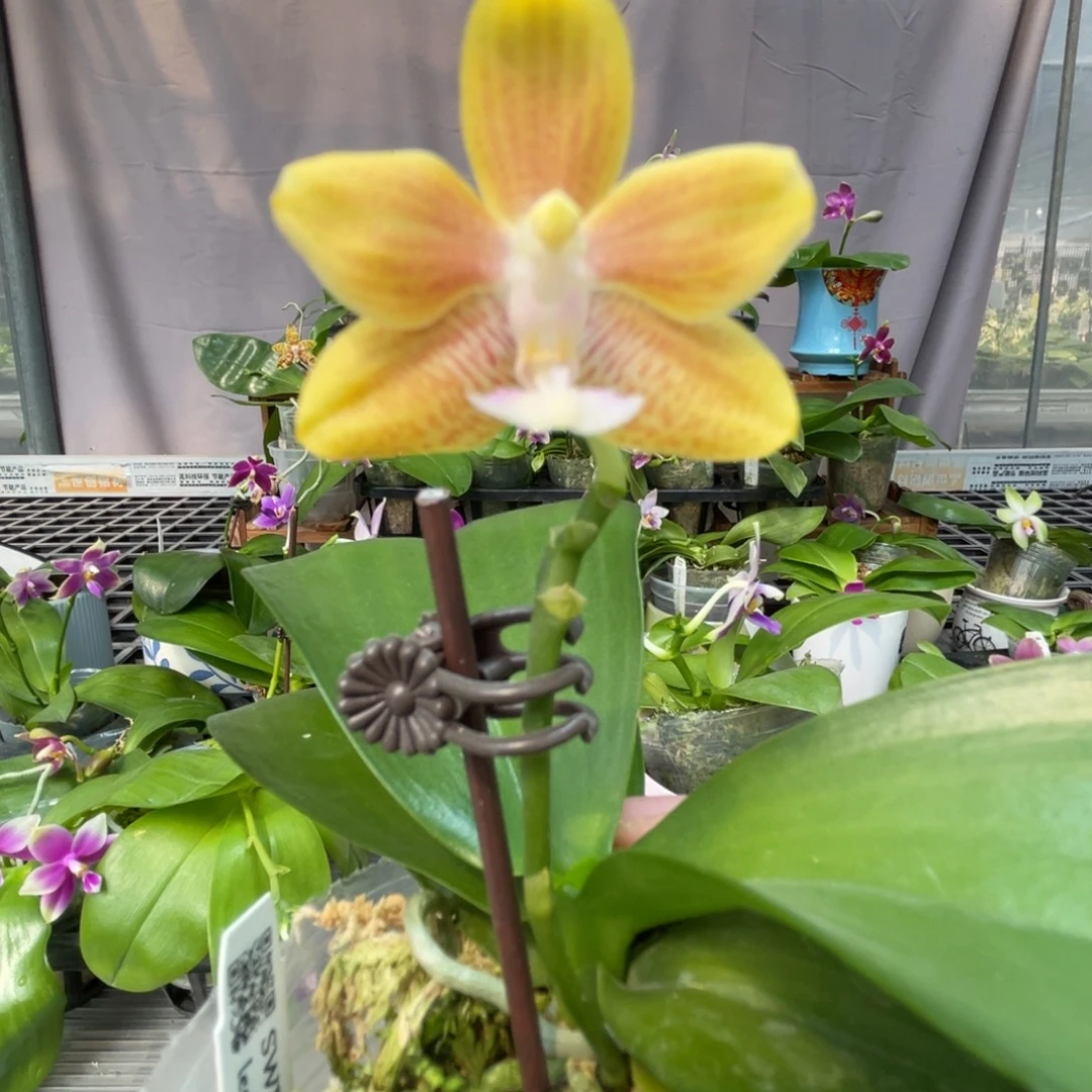 完全开放22叶瑕花期不保