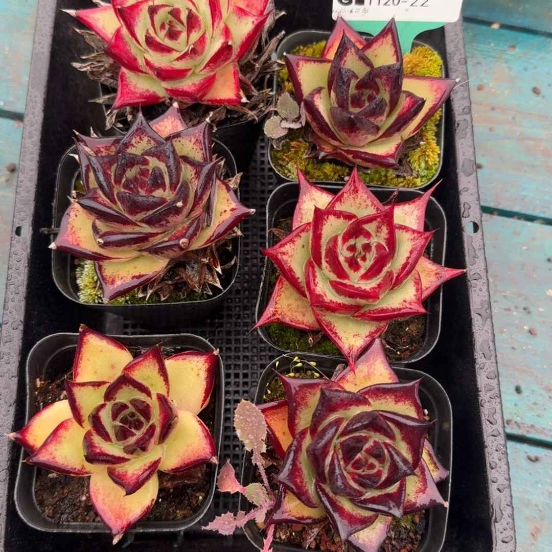 从前慢多肉精选编号1120.22