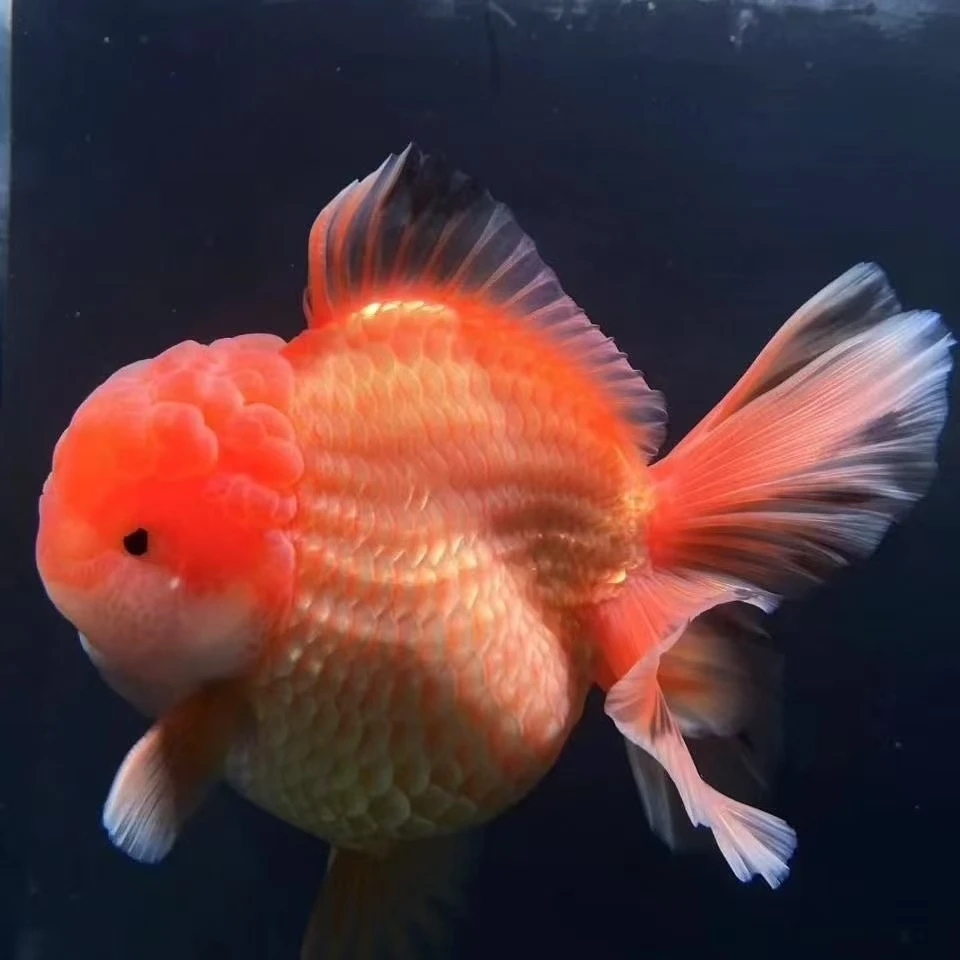 精品--F1泰狮观赏鱼招财好养渔场直发