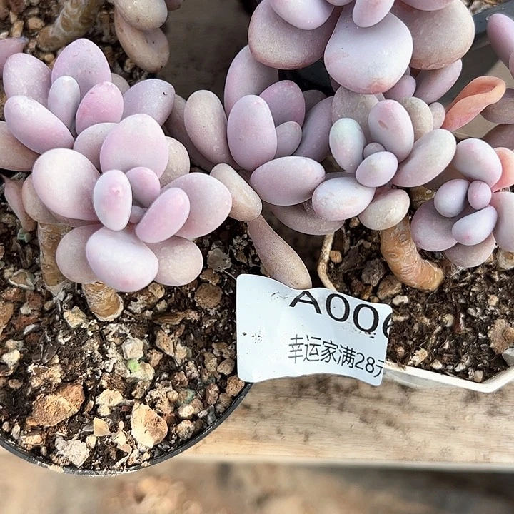 幸运的是我的朋友们