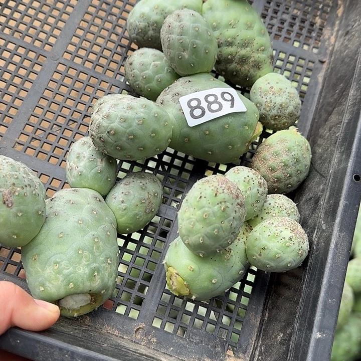 凯***婆无花朵清货习瑕疵889