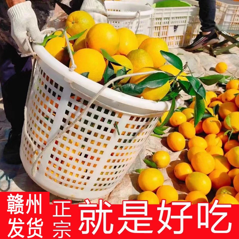 江西赣州高山脐橙夏橙新鲜应季水果香甜细腻天然酸甜赣南早