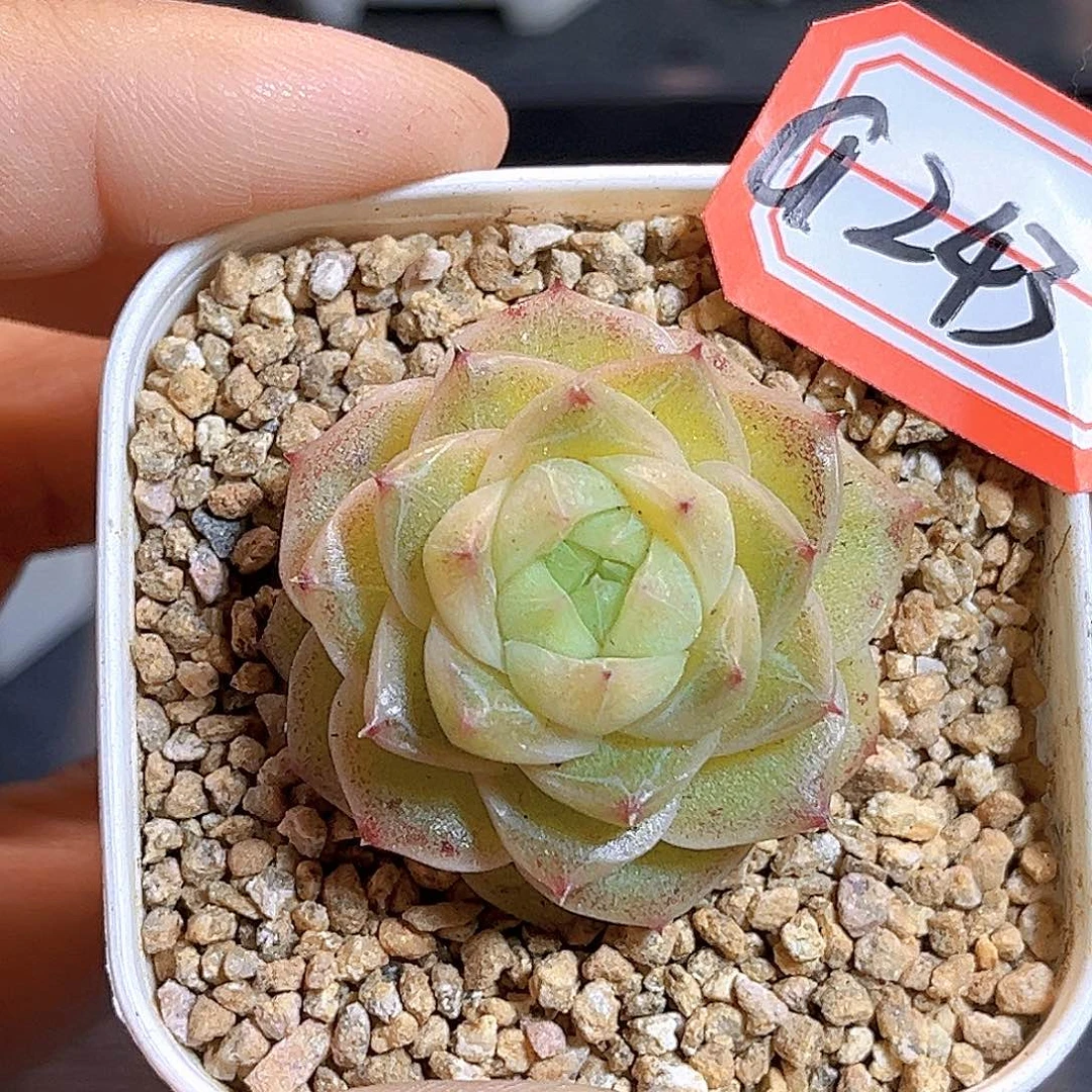 G243一物一拍 月珀