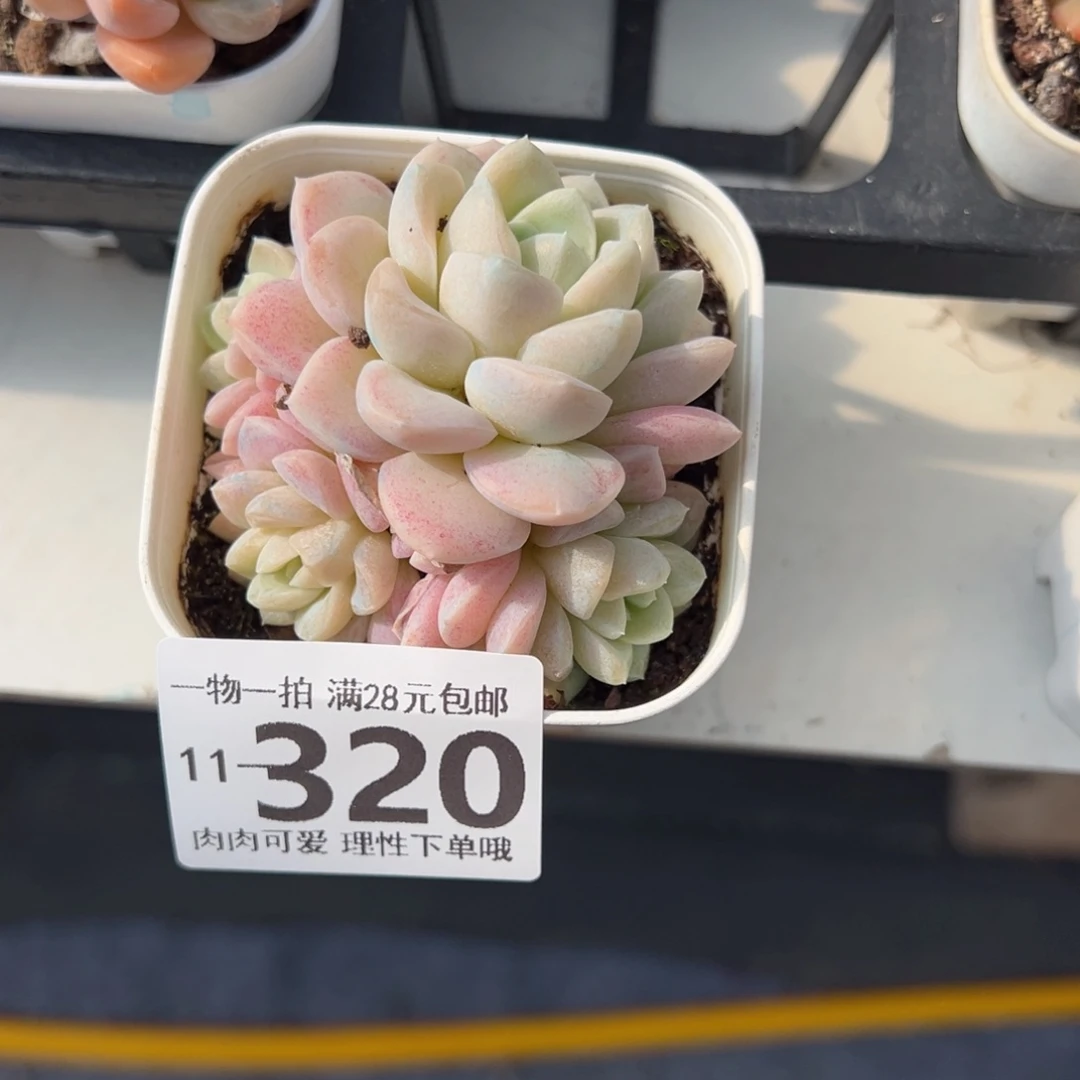 奶油美人多肉多肉多好