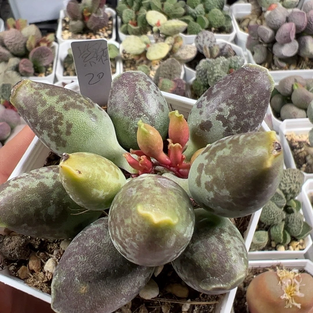 w紫斑海豹多肉植物水泡有干疤特价