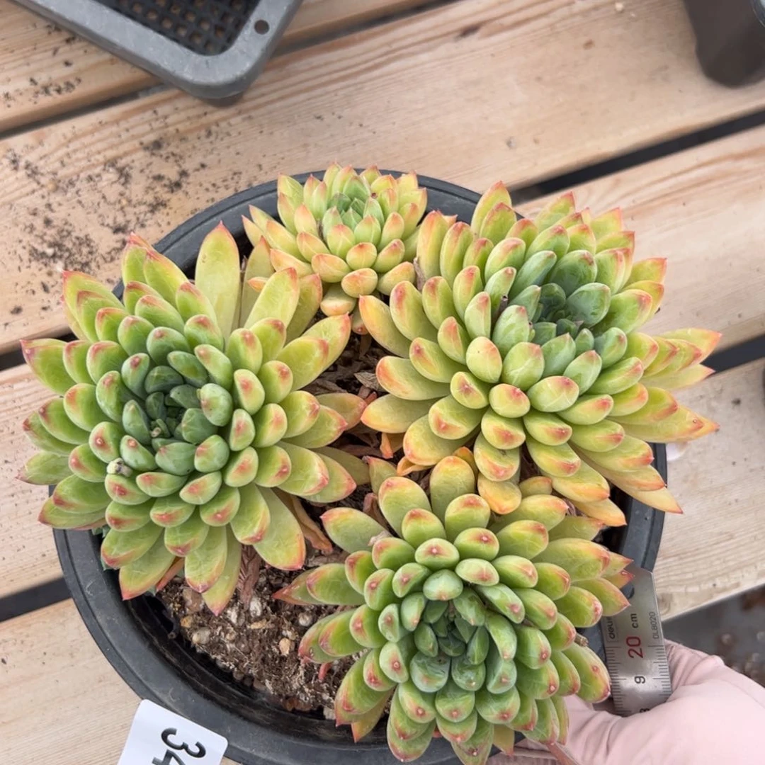 340 多肉植物组合盆栽