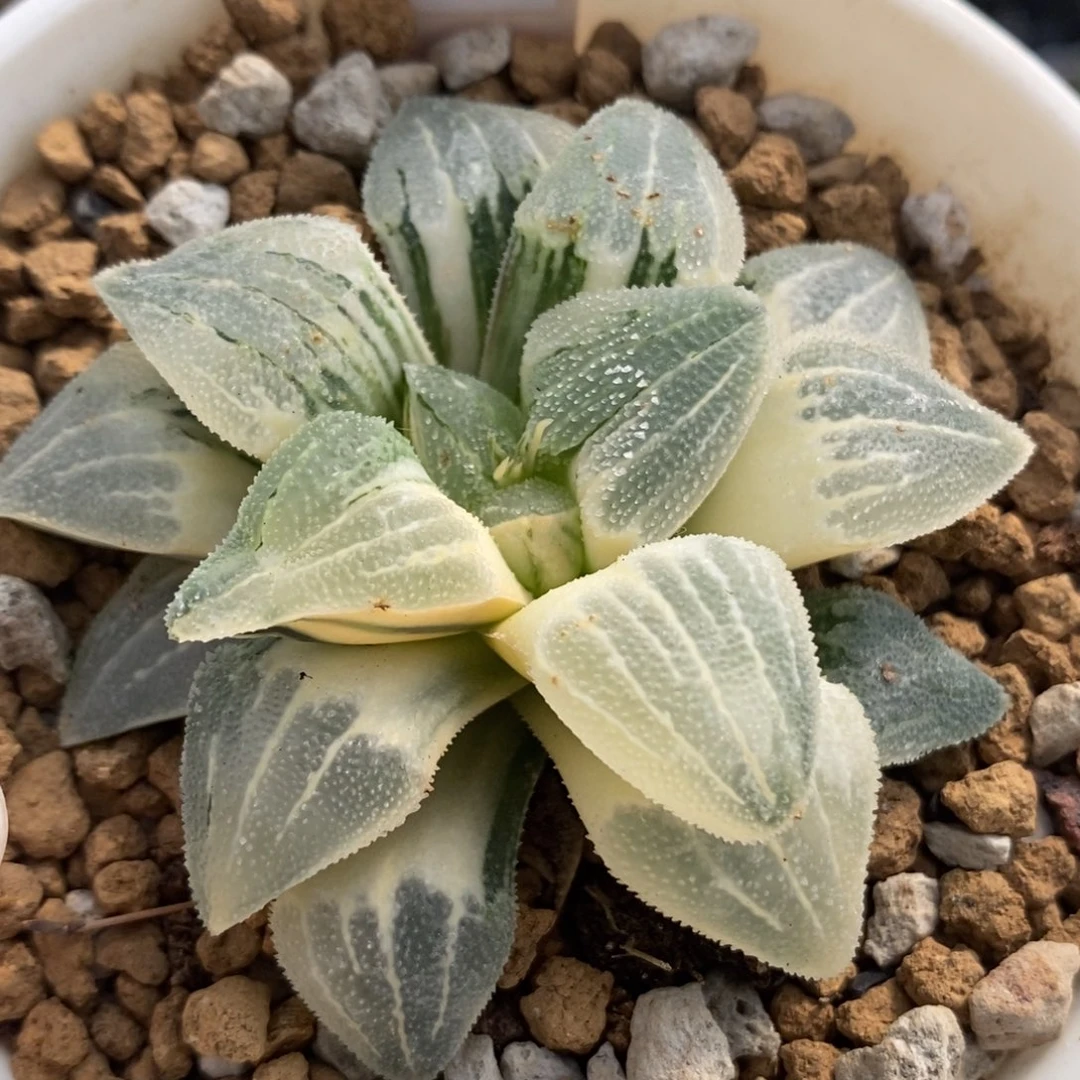 105实生磨面寿锦一物一拍