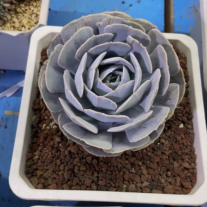 圣卡鲁斯石化哦哦哦哦