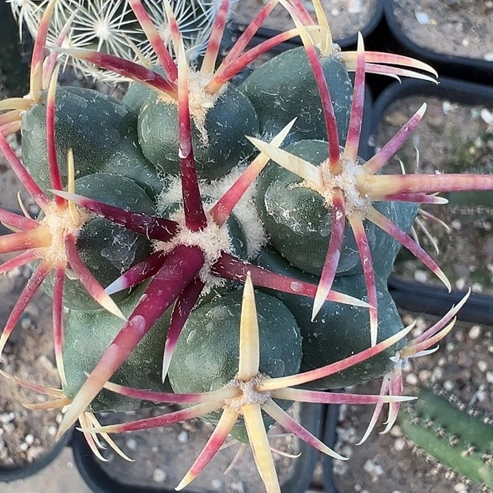 大红鹰。 苗接。