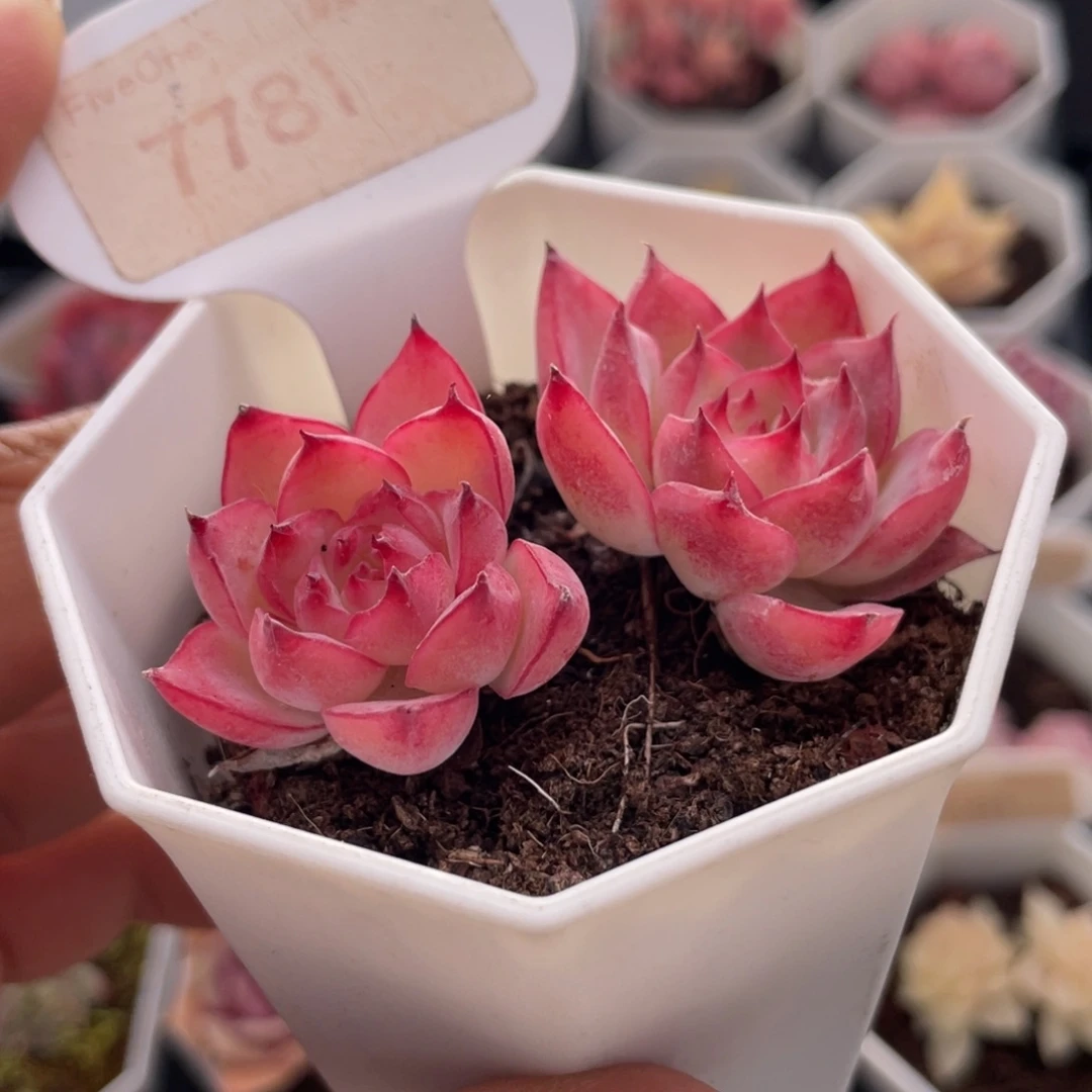 粉水晶7781-6.0厘米