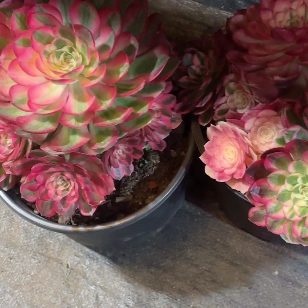 暖****?我在外面吃饭888