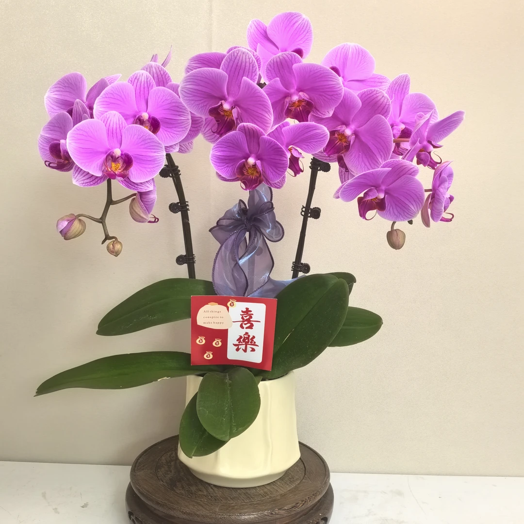 蝴蝶兰《石榴水晶》精品带花带花苞耐寒基地直发