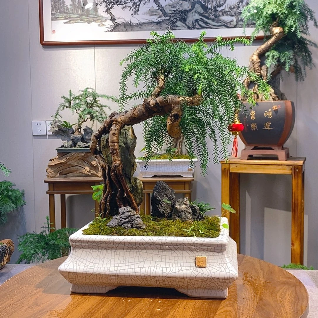 A***司无花朵澳洲杉1111