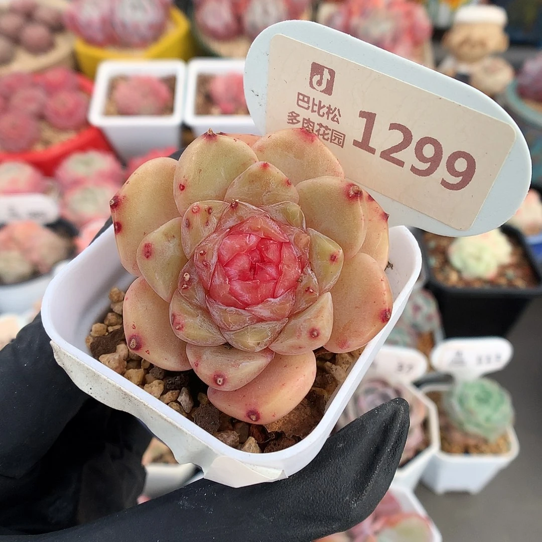 1299 粉粉的糖心多肉