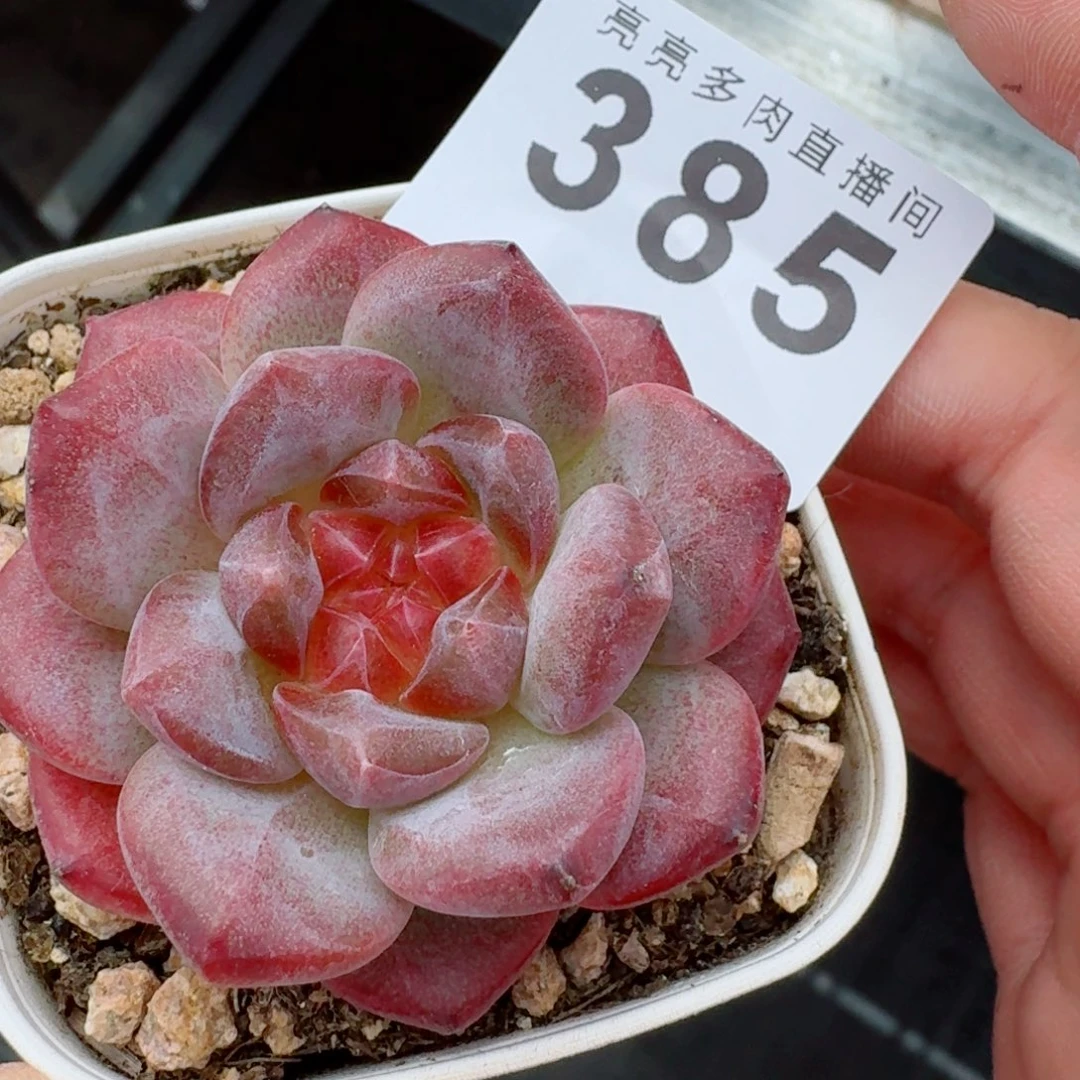 紫***香奶芙          开播福利
