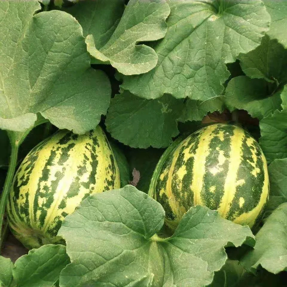 山东头茬花美人香瓜甜瓜清甜脆爽新鲜应季水果现摘现发