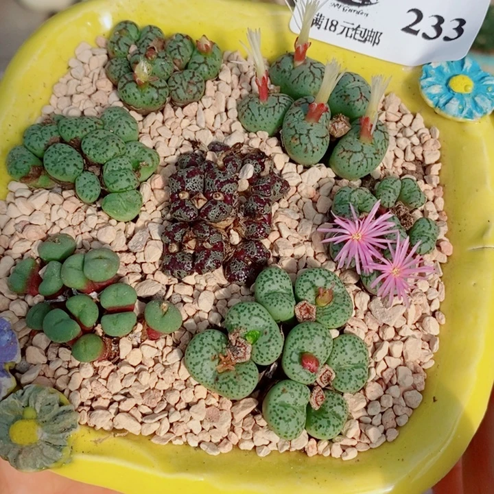 生石花花花花开了207233