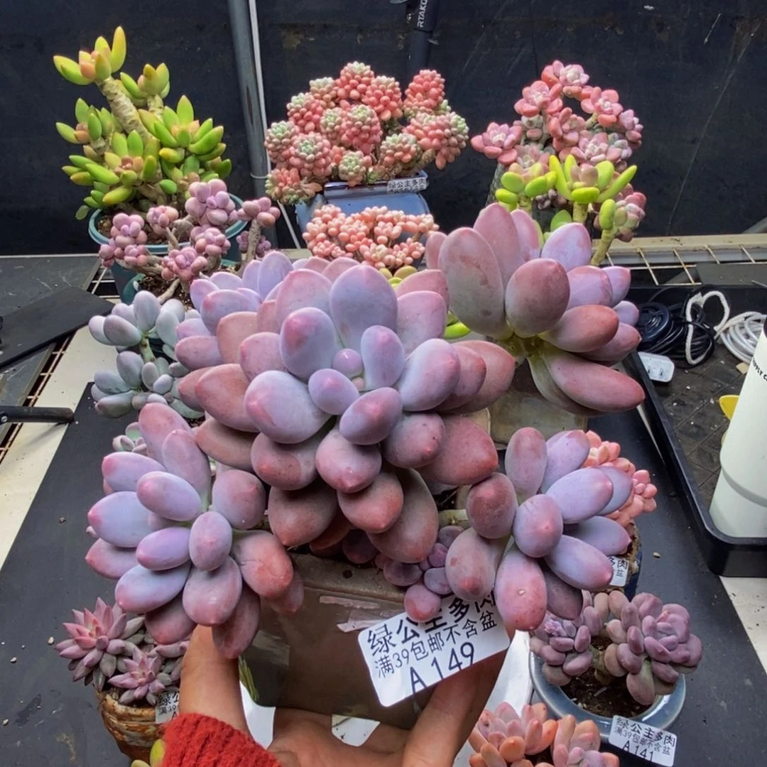 149蛋黄奶多肉15c m