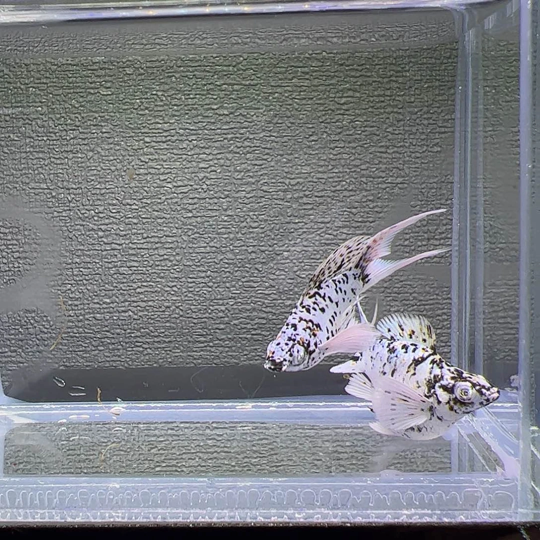 孔雀鱼三色奶牛钻眼