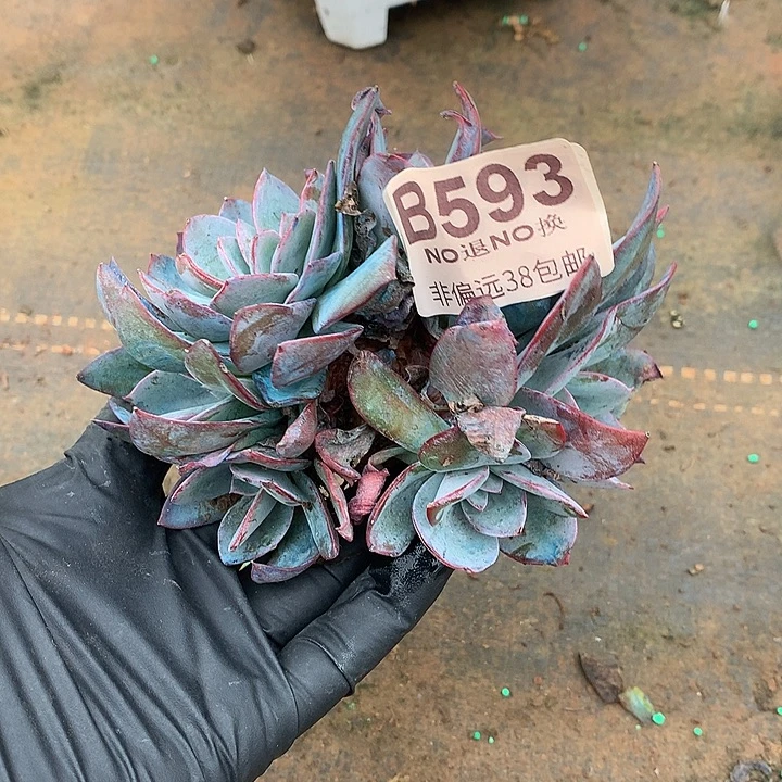 布鲁兰朵朵带缀 593 需要延迟发 满100送可爱玫瑰缀化