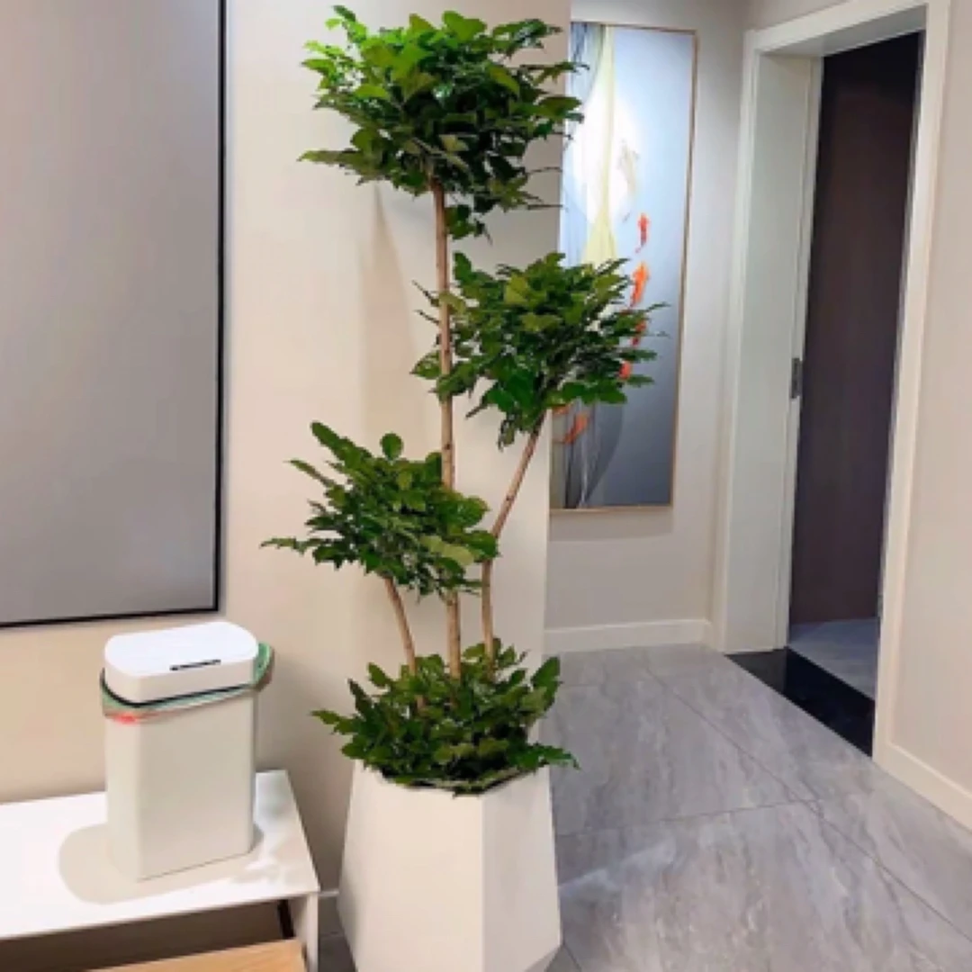 多层次绿宝幸福树大型绿植室内外净化空气四季常青好养