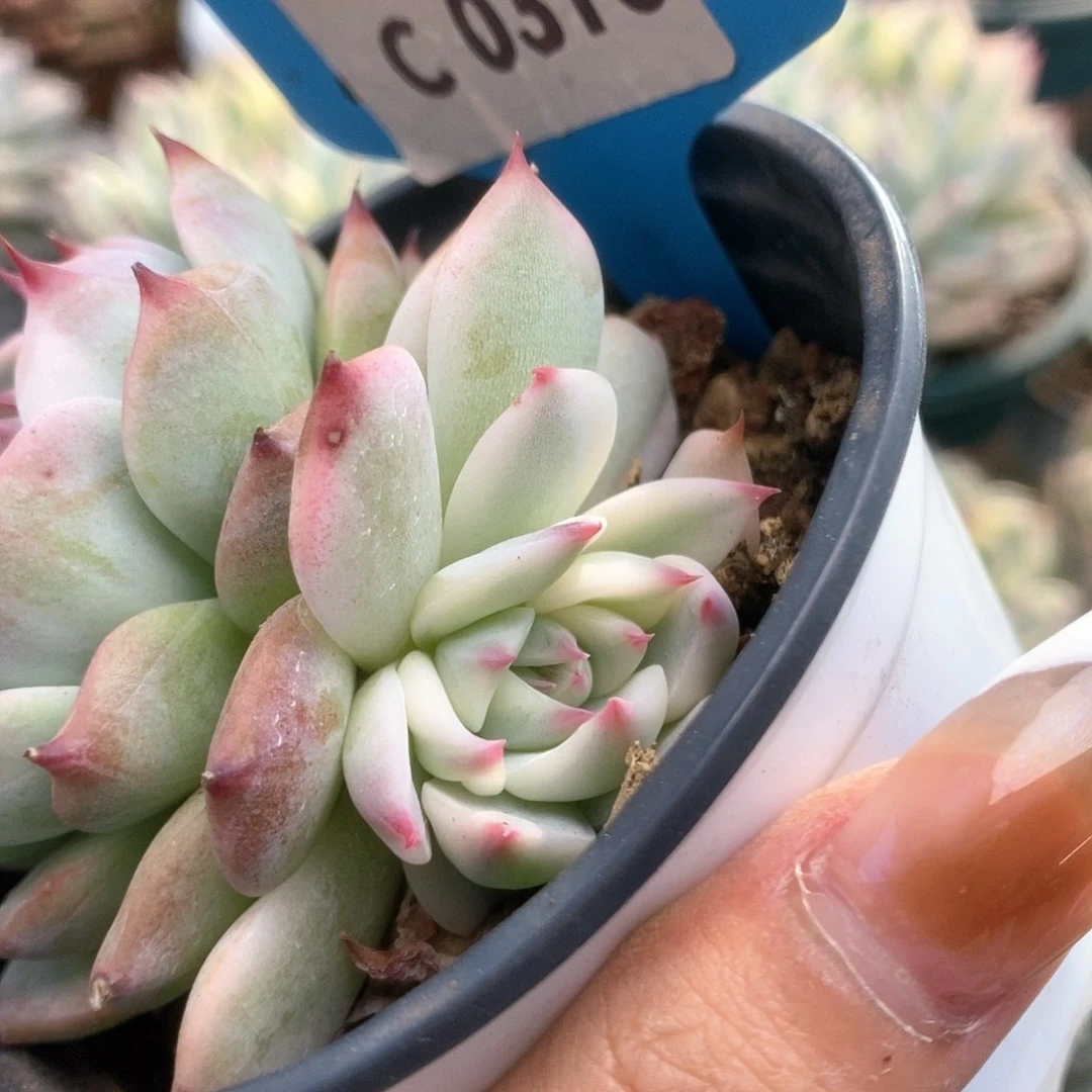 ?****?315锦锦锦锦锦锦锦