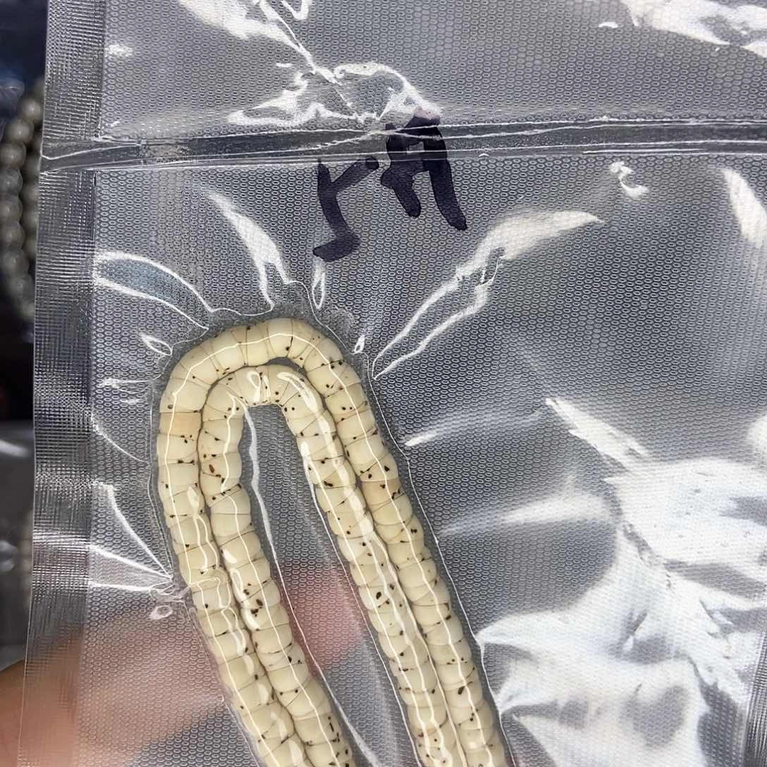 星月菩提手串星月