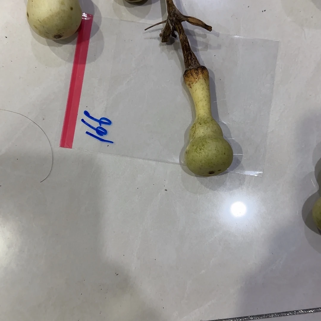 我****青皮不包成青皮不包成