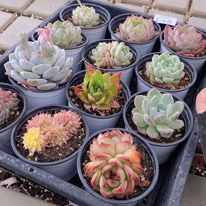 148 多肉植物盆栽花卉