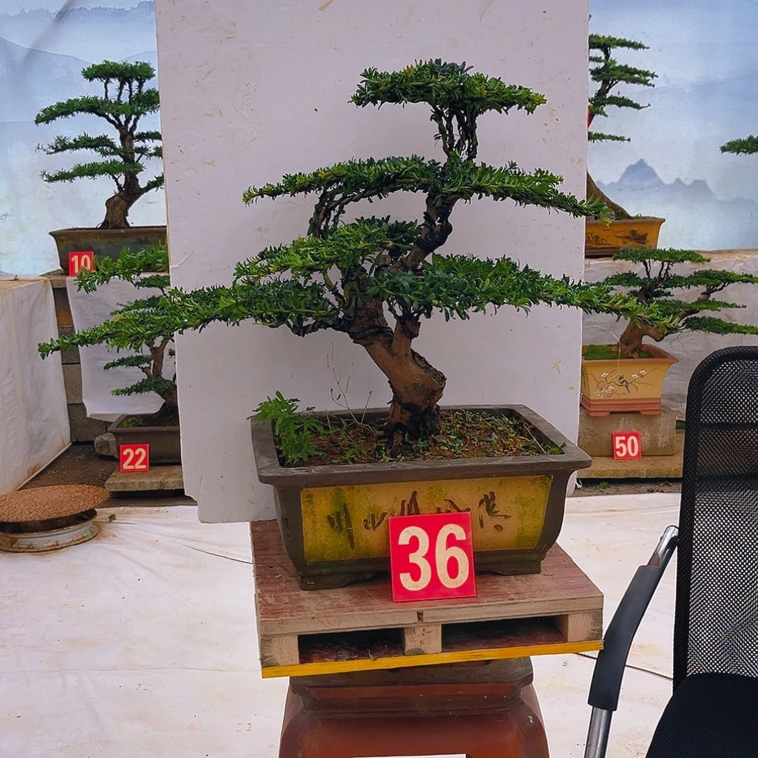 无花朵小*憨红芽珍珠罗汉松