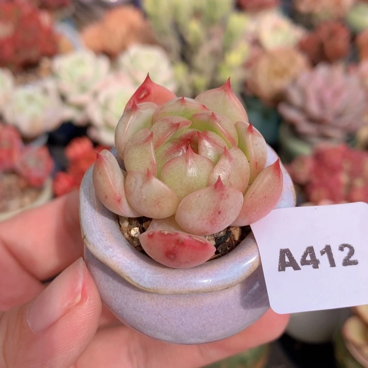 一物一拍含盆土满38包邮A412