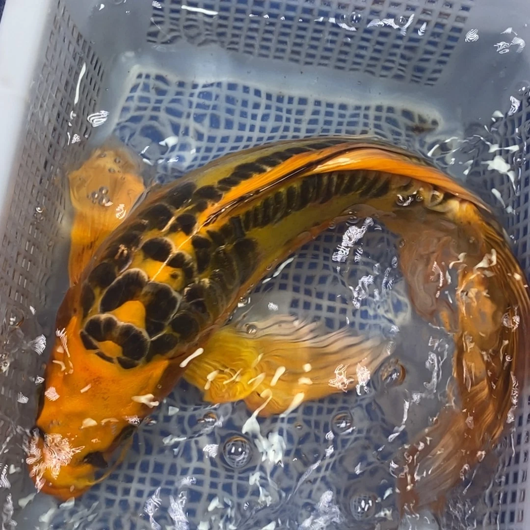 锦鲤冷水锦鲤包邮