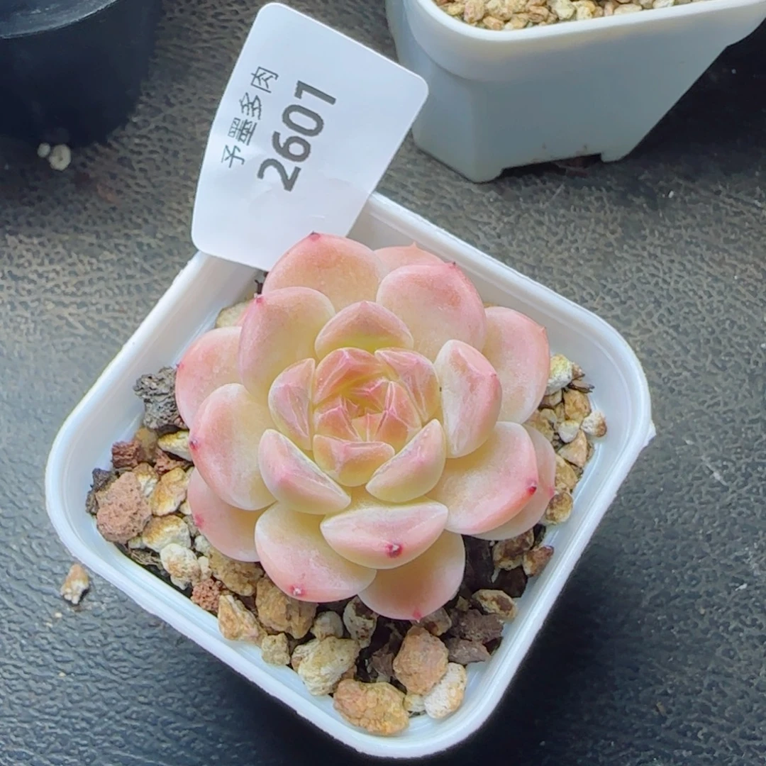 冰魄，2601多肉植物