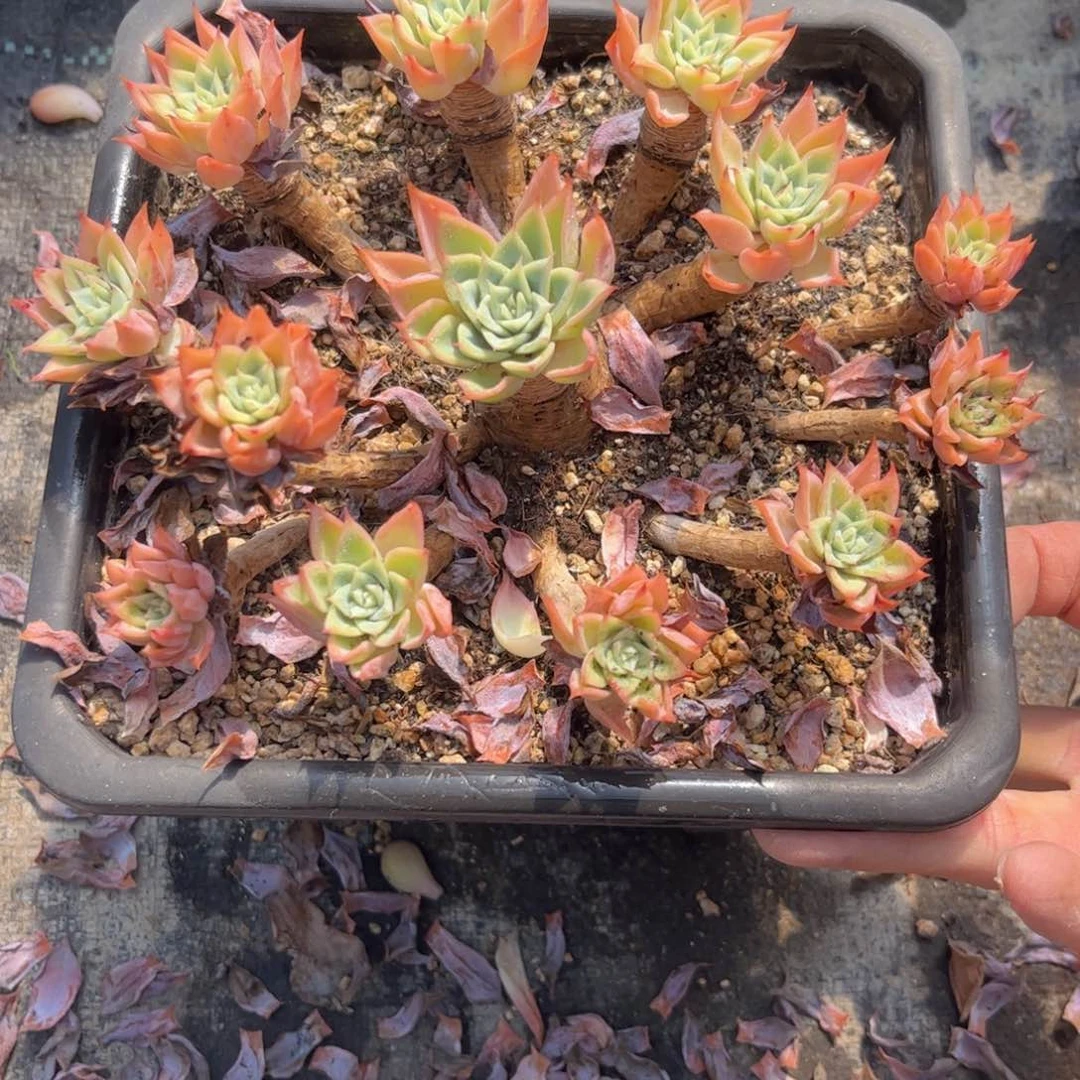 无花朵友家多肉一物一拍