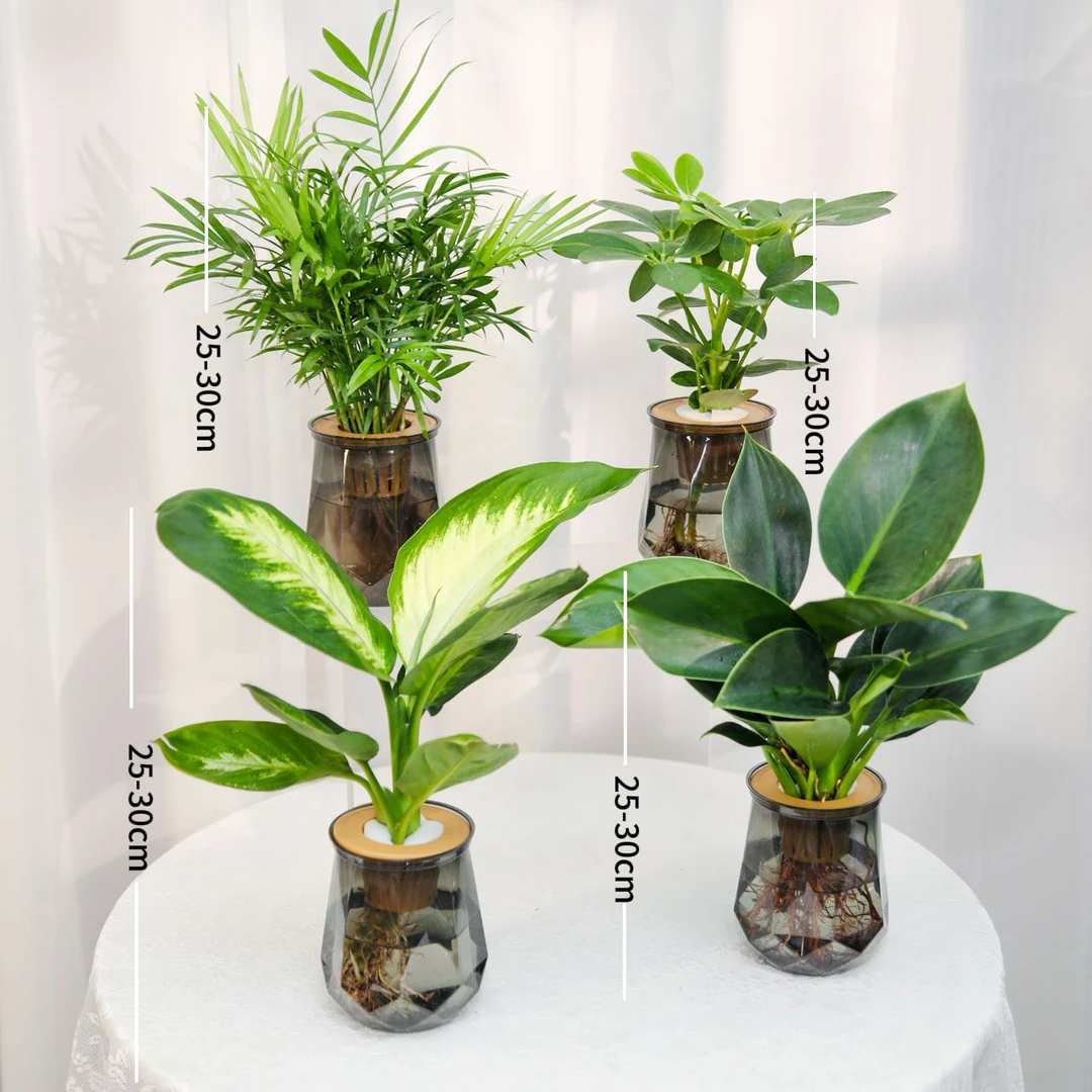 [买三送一】水培绿植四件套家居净化空气玛丽安金钻富贵椰子鸭脚木