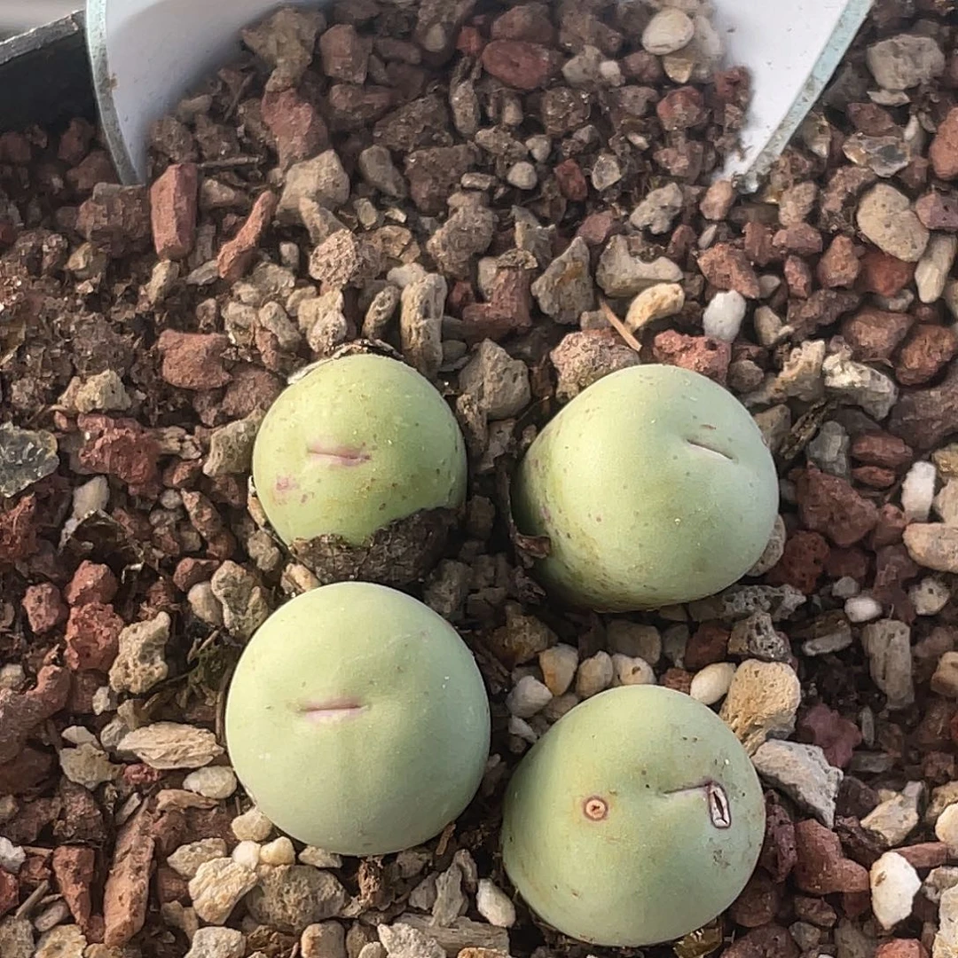 14-21嘴多肉植物肉锥