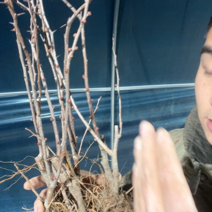 原生越之辉海棠花一颗