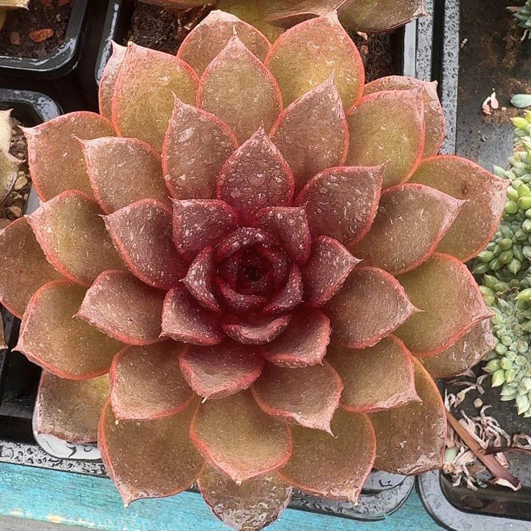 从前慢多肉编号发光玫瑰