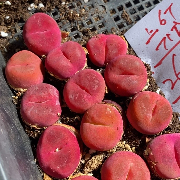 26312大大红桃母本一颗