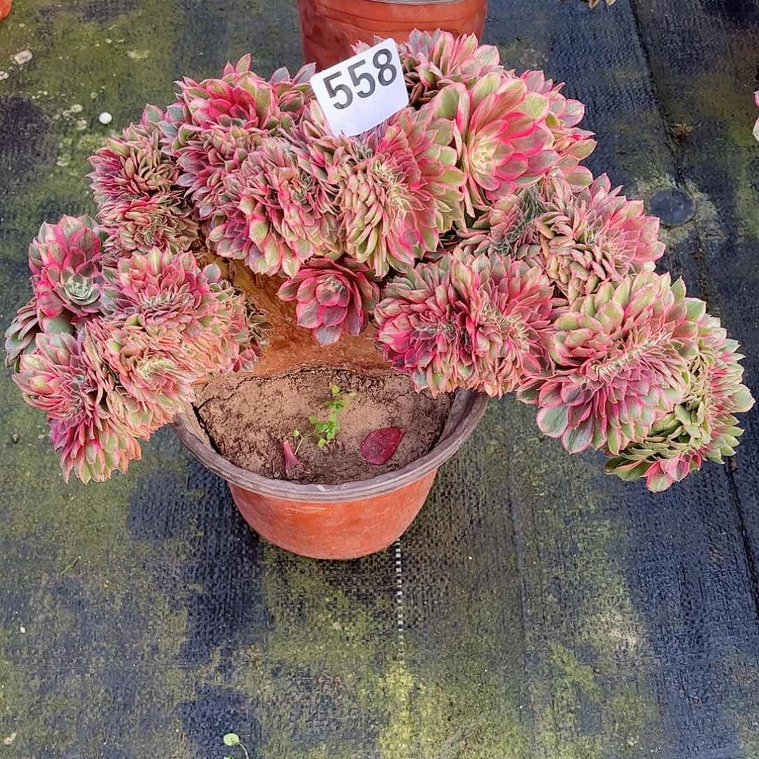 无花朵青*多肉植物558