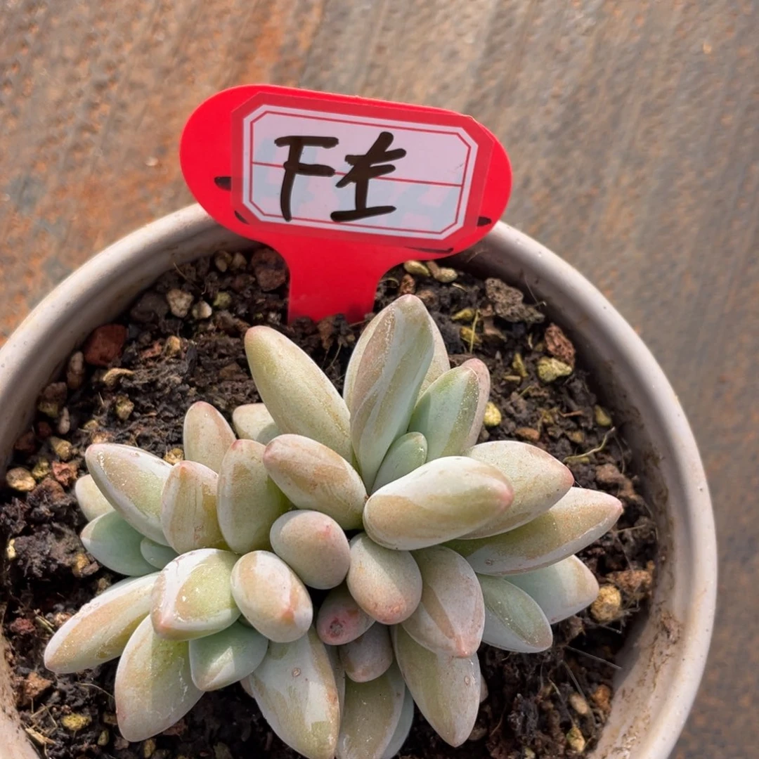 F****✨姐姐说要不就是个