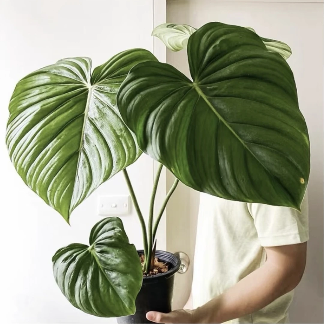 120#【麦克道尔·蔓绿绒】绿植四季开花好看好