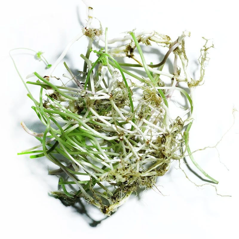 铜钱草根茎水培植物室内外好养绿植进化空气懒人盆栽